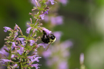 Bumblebee on a Flower