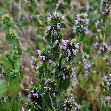 Dead Nettle (Lamium) is a herbaceous plant with stinging hairs on the stem and leaves