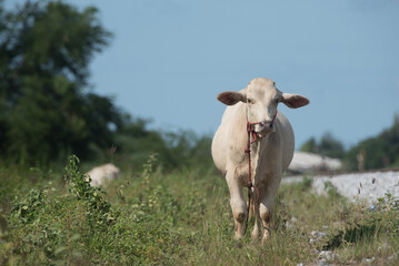 a white cow is standing on grass field,selective focus.