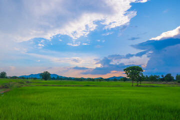 morning sun and green meadow