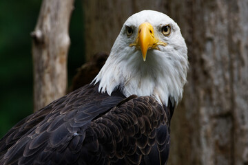 Headshot of an American bald eagle with a white head, yellow eyes and beak, and brown feathers on its body.