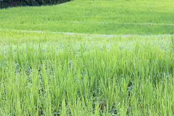 日本の山間にある棚田のある風景