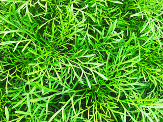 Green grass wall texture for backdrop design and eco wall and die-cut for artwork