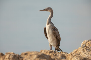 Side view of socotra cormorant on Busaiteen waterfront, Bahrain