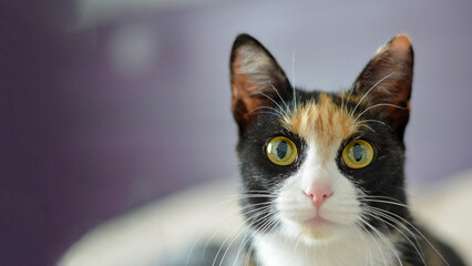 Obraz premium Portrait of a tricolor cat lying on a bed in the bedroom, against a purple wall. Feline depression. Sad cat. A bored cat.