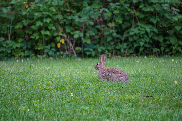 Rabbit running through the grass