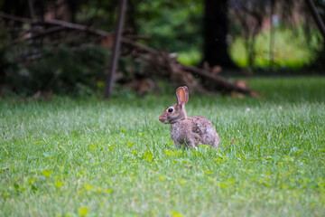 Rabbit running through the grass
