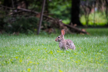 Obraz na płótnie Canvas Rabbit running through the grass