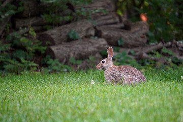 Rabbit running through the grass