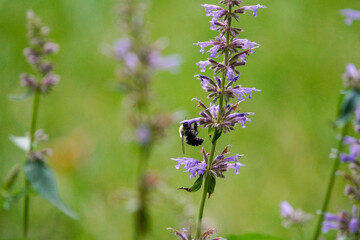 Bumble Bee on a Flower