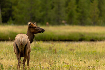 Wildlife of Wyoming, Wild Elk Sighting, 2022