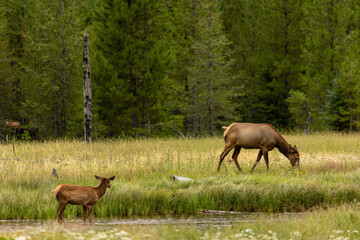 Baby Elk Crossing River in Forest