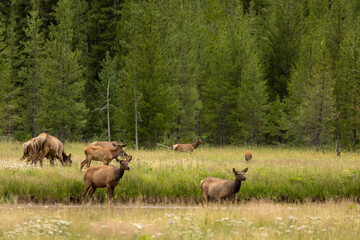 Large Herd of Elk Crossing a River
