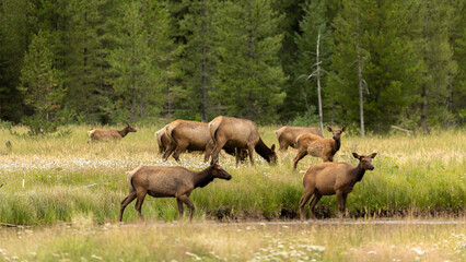 Wildlife in Wyoming USA, Elk Herd in Open Meadow