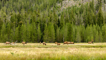 Landscape of Herd of Elk in Meadow in Wyoming