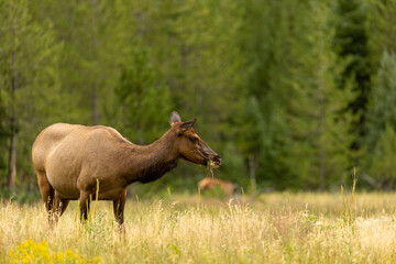 Naklejka na ściany i meble Elk in Forest in Wyoming, Wildlife Spotting 2022
