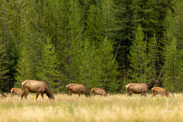 Large Elk Herd in Open Forest, Forest Mammals, Wyoming