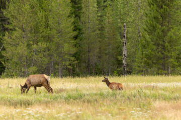 Obraz na płótnie Canvas Mother and Baby Elk in Open Meadow, Wyoming Wild Baby Elk