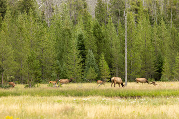 Gathering of Elk in Wyoming Forest