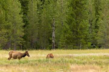 Elk Herd in Open Meadow in Forest