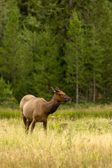 Naklejka na ściany i meble Vertical Image of Elk in a Forest