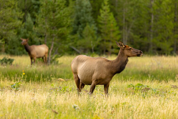Naklejka na ściany i meble Wild Elk Landscape in Wyoming