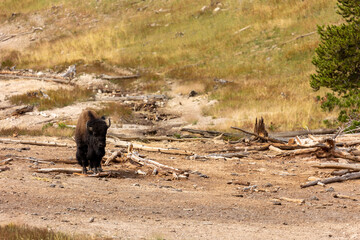 Bison in Hayden Valley Yellowstone