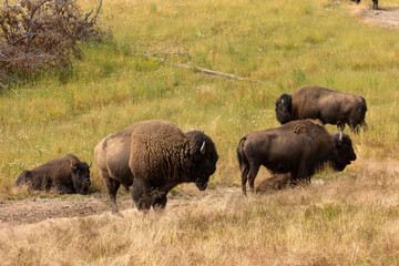 Fototapeta premium Herd of Bison in Hayden Valley, 2022