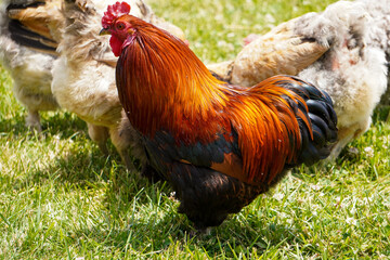 Rooster on the chicken run