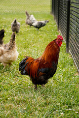 Rooster on the chicken run