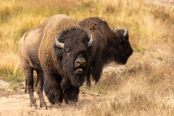 Fototapeta premium Bison Tongue Yellowstone National Park
