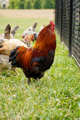 Rooster on the chicken run