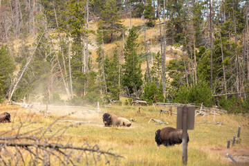 Bison Rolling in Dirt in Yellowstone