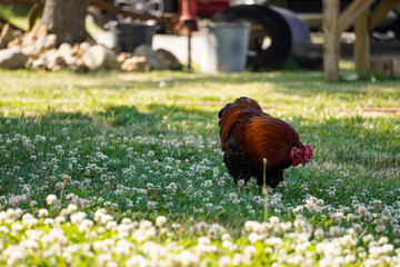 Rooster on the chicken run