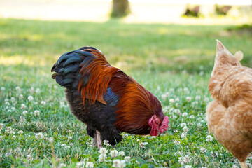 Rooster on the chicken run