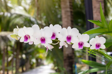 Beautiful white and purple orchid flower bloom on commensalism big tree with sunlight in the garden...