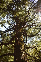 Naklejka premium Cthulu Tree