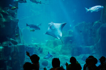 Fototapeta na wymiar People watch stingray in aquarium