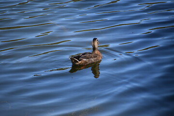 duck swimming
