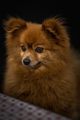 Rocky the Pomeranian, waiting for food. 