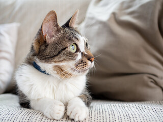 ソファの上の猫