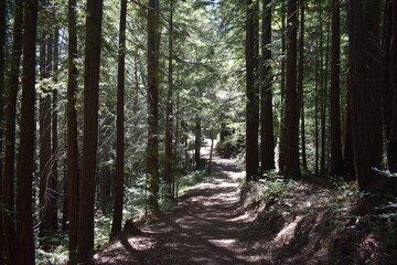 path in the forest