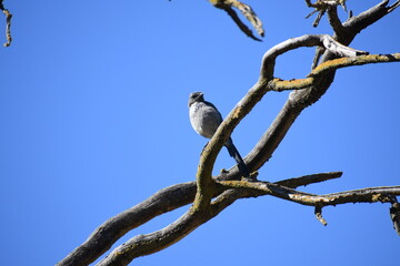bird on a tree