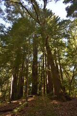 Fototapeta premium trees in the forest