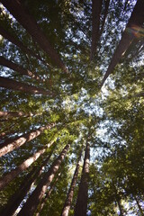 trees in the forest