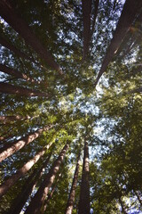 trees in the woods
