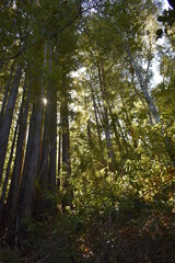Naklejka premium trees in the forest