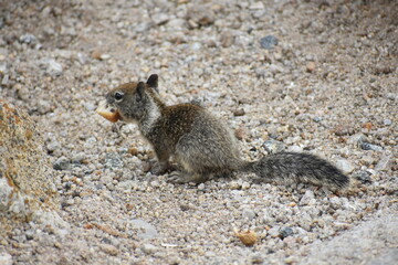 squirrel on a rock