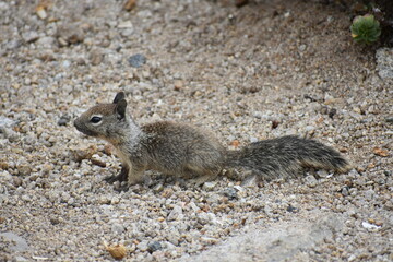 squirrel on a rock
