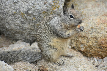 squirrel eating nut